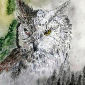 Птица. Филин и сова.