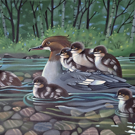 Семейка крохалей на прогулке