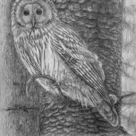 Птица. Сова