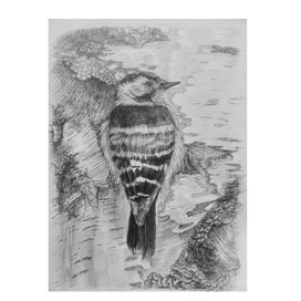 Птица. Дятел