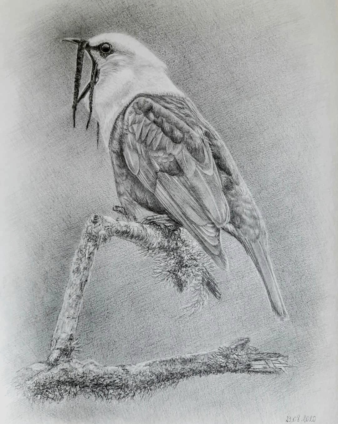 Птица. Трехусый звонарь