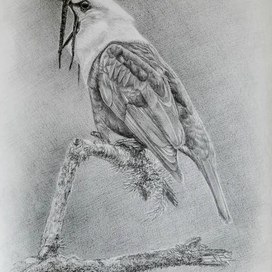 Птица. Трехусый звонарь