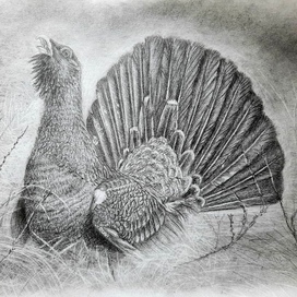 Птица. Глухарь