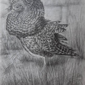 Птица. Турухтан