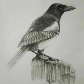 Птица. Сорока
