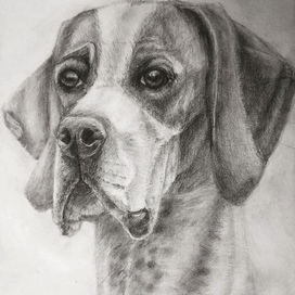 Собака. Пойнтер