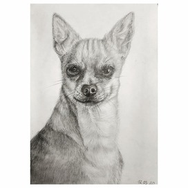 Собака. Чихуахуа