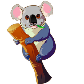 Коала