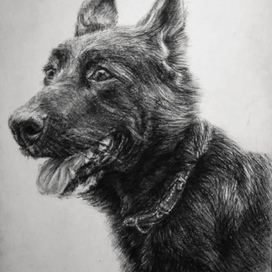 Собака Багира