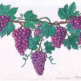 Виноград. Для рубрики о природе. Иллюстрация расчётом на уменьшение. Напечатано в журнале «НОГДЗАУ»(Пионер) издаётся в Республике Северная Осетия—Алания на русском и осетинском языках. Художник Марат Брызгалов.