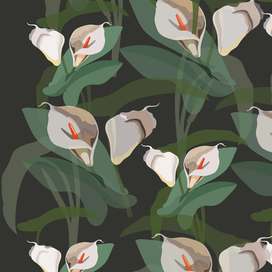 Черные каллы 