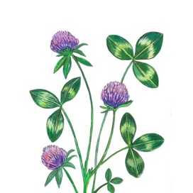 Клевер. Для рубрики о природе. Иллюстрация расчётом на уменьшение. Напечатано в журнале «НОГДЗАУ»(Пионер) издаётся в Республике Северная Осетия—Алания на русском и осетинском языках. Художник Марат Брызгалов.