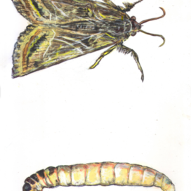 Моль. Бабочка и личинка. Для рубрики о природе. Иллюстрация расчётом на уменьшение. Напечатано в журнале «НОГДЗАУ»(Пионер) издаётся в Республике Северная Осетия—Алания на русском и осетинском языках. Художник Марат Брызгалов.