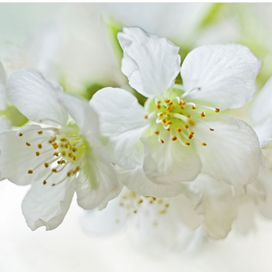 Постер белые цветы ikea