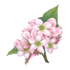 Цветение гречихи