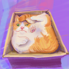 Кот в коробке
