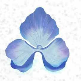 Лепесток гортензии