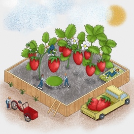 Клубничный рай