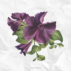 Черная петуния. Акварельная иллюстрация с фиолетовыми цветами, бутонами и зеленью.