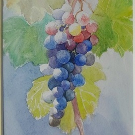 Виноград 