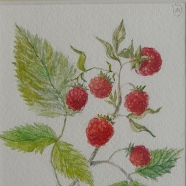 Ветка малины