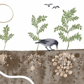 этапы развития картошки