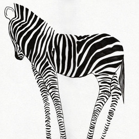 Зебра