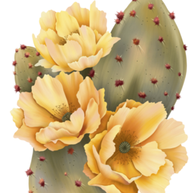  Цветущий кактус