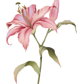 Розовая лилия