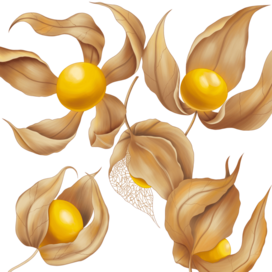 Осенние физалисы