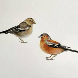 Иллюстрация № 38 для центра помощи птицам "Воронье гнездо"