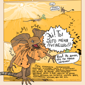 Плащеносная ящерица 