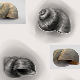 Ракушка в воздушной перспективе