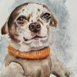 Соседская собака