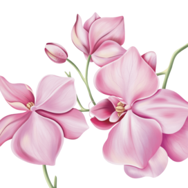 Розовая орхидея