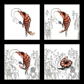 Креветка социофобная