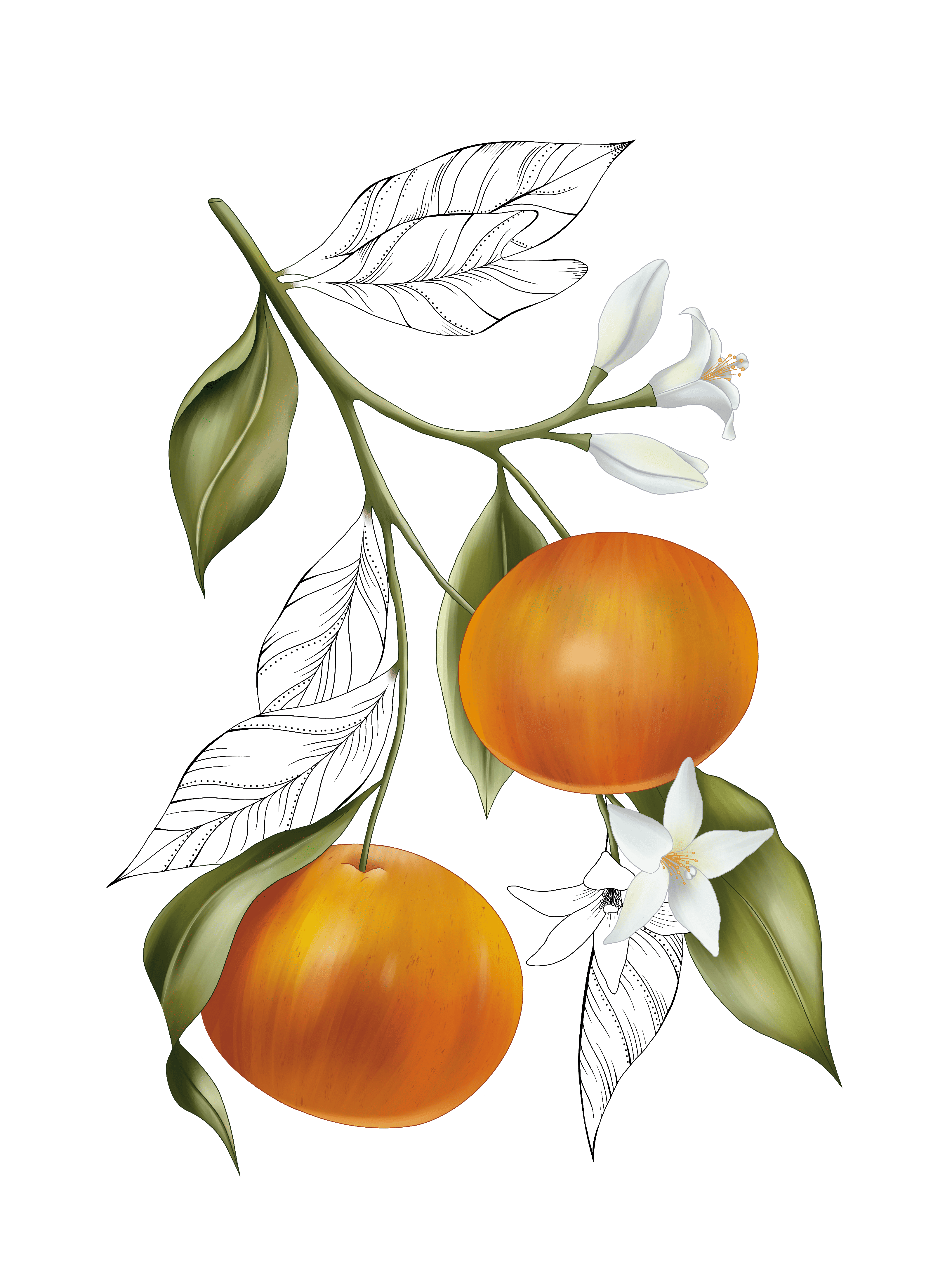 Цветущий мандарин