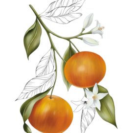 Цветущий мандарин