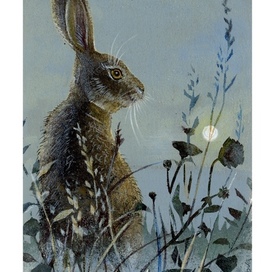 Заяц на рассвете