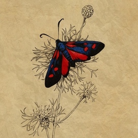 Zygaena