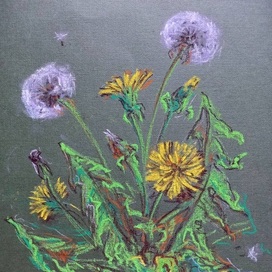 Одуванчики