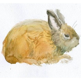 Анималистическая иллюстрация