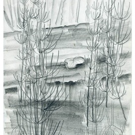 хвощ в воде