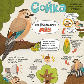 Орнитологическая иллюстрация