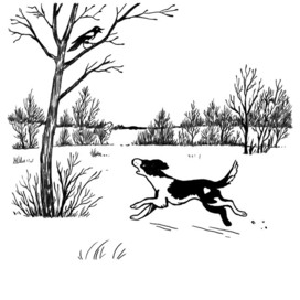 Сорока и Сыр.