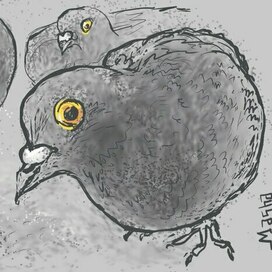 Любопытный голубь