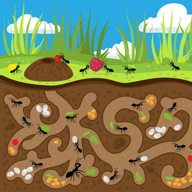 Муравейник