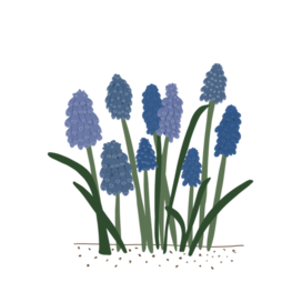 Вот это мускари