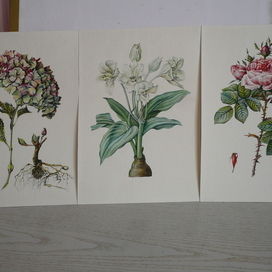 Ботаническая иллюстрация 