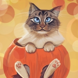 Котик в тыкве